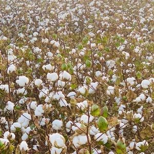 Meet your Posher, Katrina